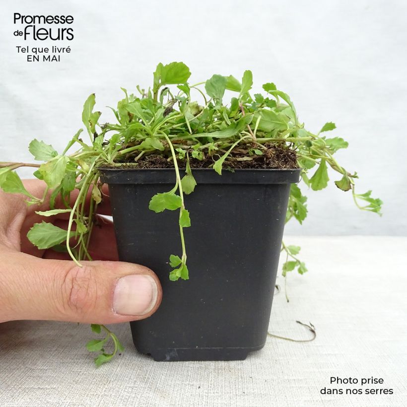 Mazus reptans Vasetto da 8/9 cm esemplare consegnato in primavera