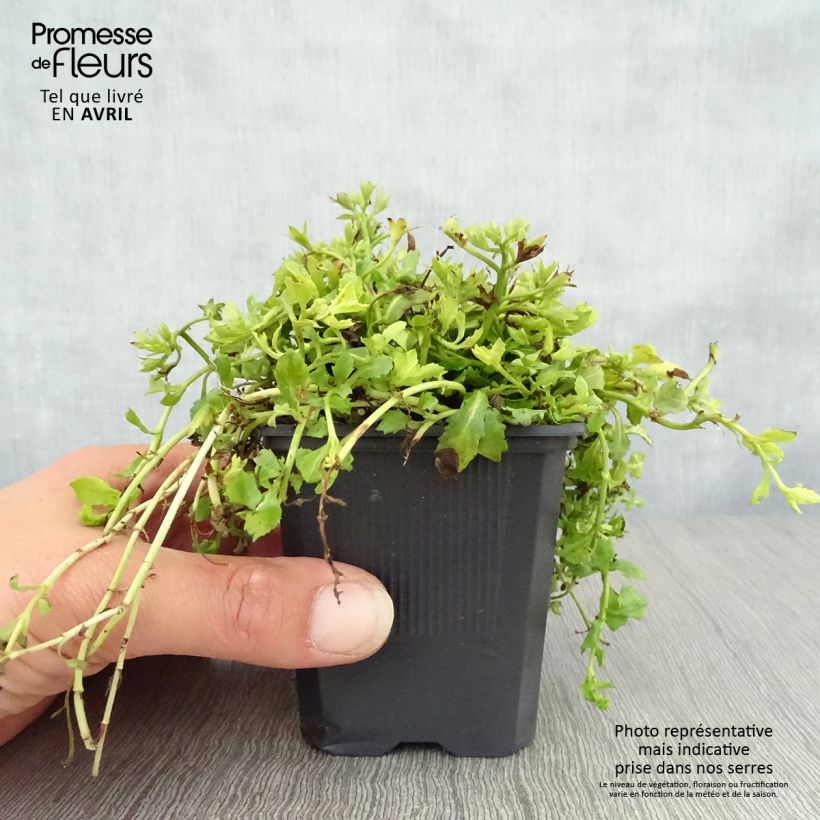 Example of Mazus reptans Albus Vasetto da 8/9 cm as you get in printemps