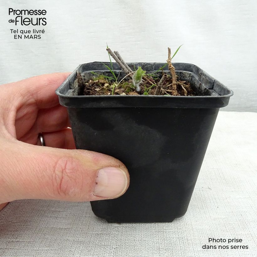 Meehania urticifolia Vasetto da 8/9 cm esemplare consegnato in primavera