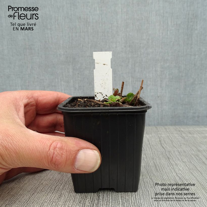 Meehania urticifolia Japan Blau Vasetto da 8/9 cm esemplare consegnato in primavera