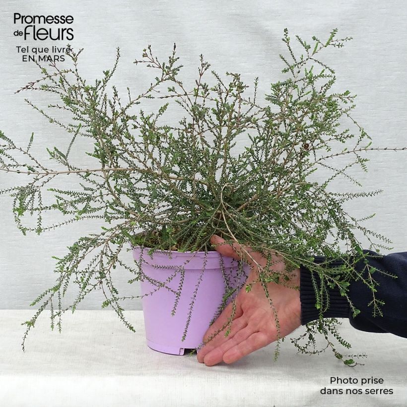 Melaleuca gibbosa Vaso da 2L/3L esemplare consegnato in primavera