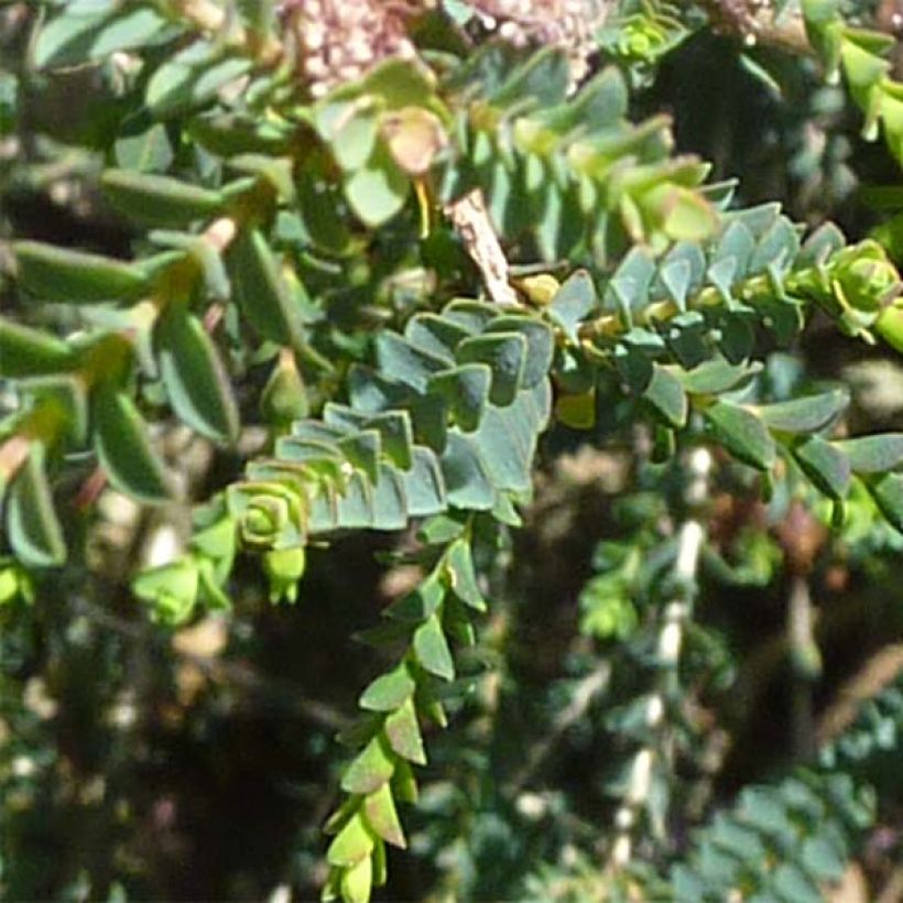 Melaleuca gibbosa (Fogliame)