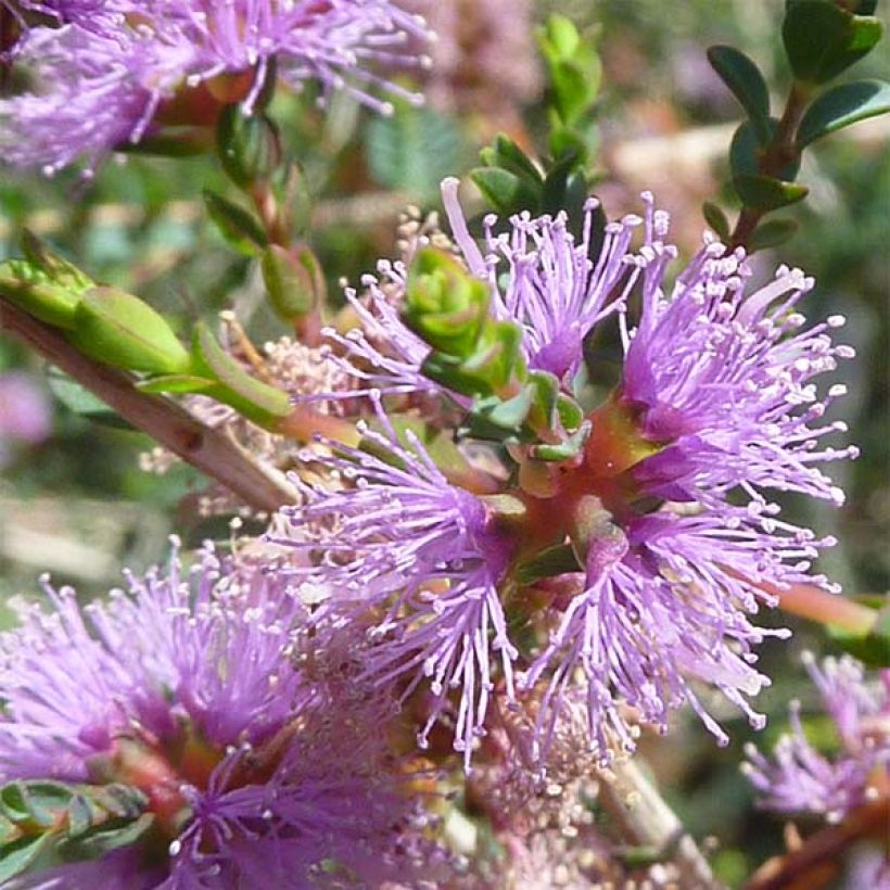 Melaleuca gibbosa (Fioritura)