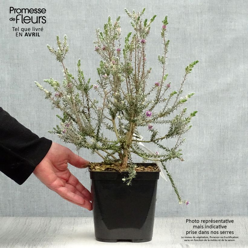Example of Melaleuca squamea Vaso da 3L/4L as you get in printemps