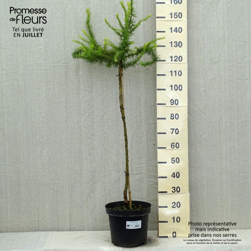 Esemplare di Larix kaempferi Diana Vaso da 12L/15L, Vaso impalcato consegnato in estate