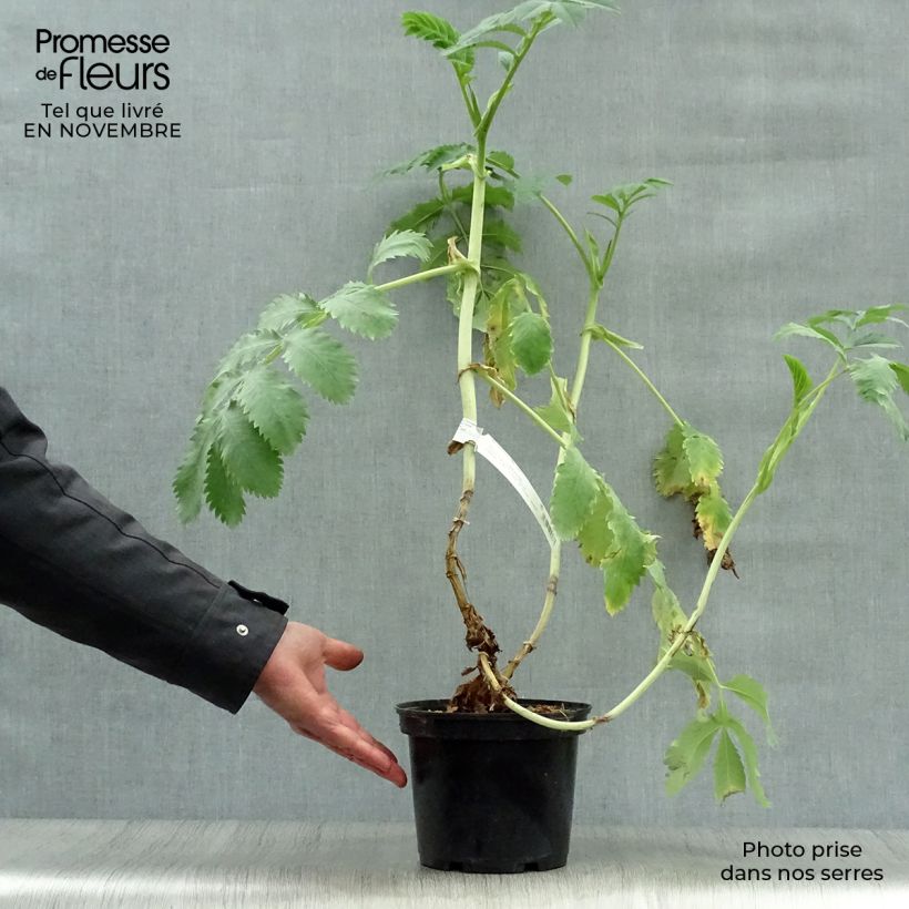 Esemplare di Melianthus major - Melianto maggiore Vaso da 3L/4L come consegnato in autunno