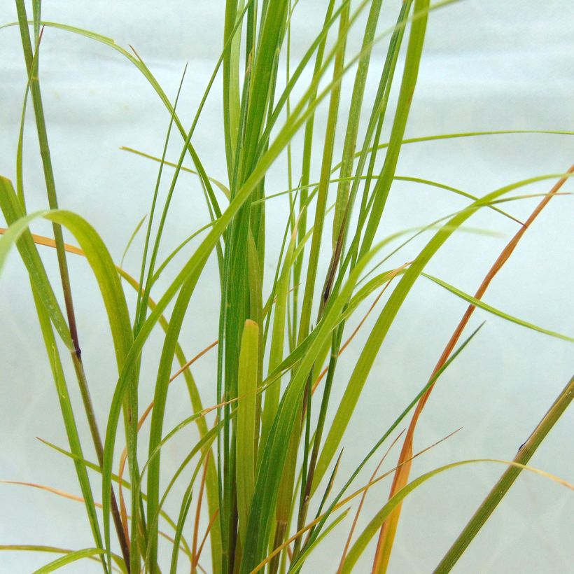 Melica ciliata - Melica barbata (Fogliame)