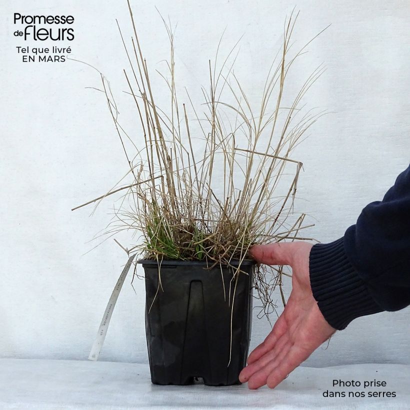 Melica ciliata - Melica barbata Vaso da 2L/3L esemplare consegnato in primavera