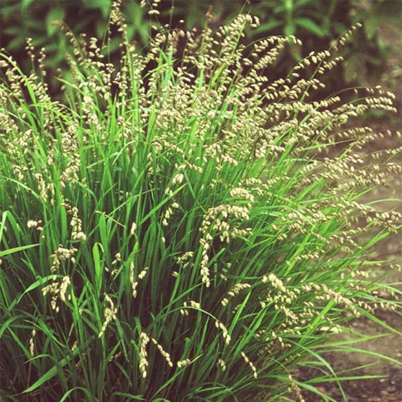 Melica nutans - Melica delle faggete (Plant habit)