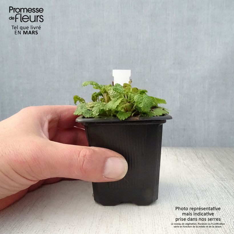 Example of Melissa officinalis Aurea - Melissa vera Vasetto da 8/9 cm as you get in printemps