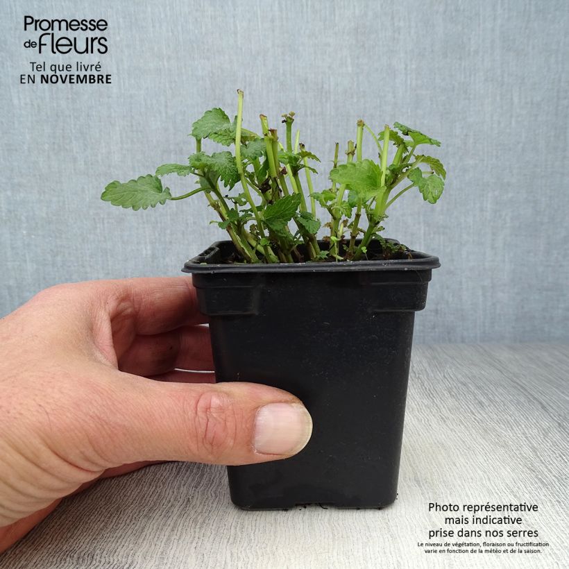Esemplare di Melissa officinalis Bio - Melissa vera Vasetto da 8/9 cm come consegnato in autunno