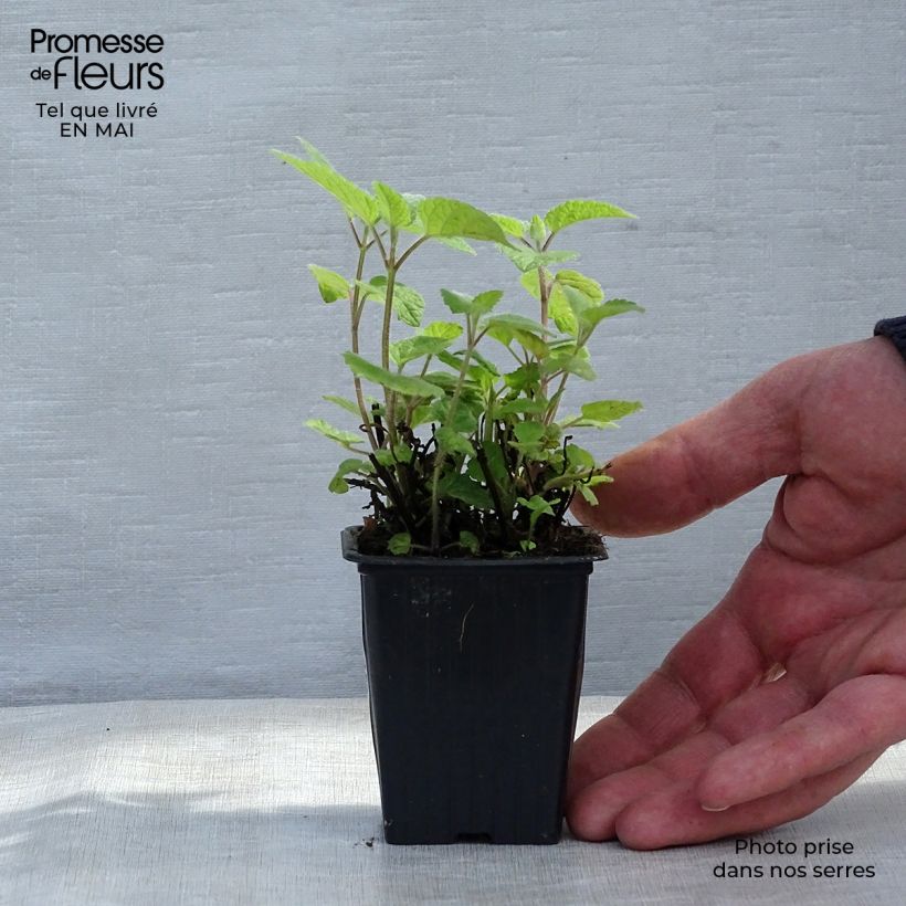 Melissa officinalis Altissima - Melissa vera Vasetto da 7/8 cm esemplare consegnato in primavera