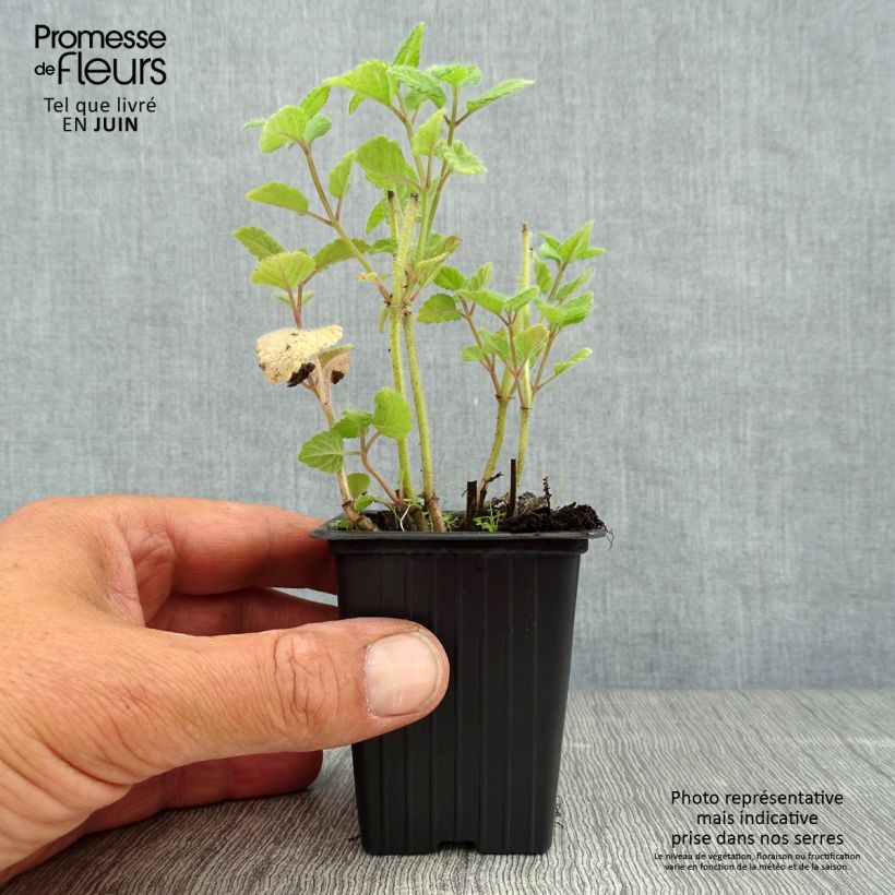 Esemplare di Melissa officinalis Altissima - Melissa vera Vasetto da 7/8 cm consegnato in estate