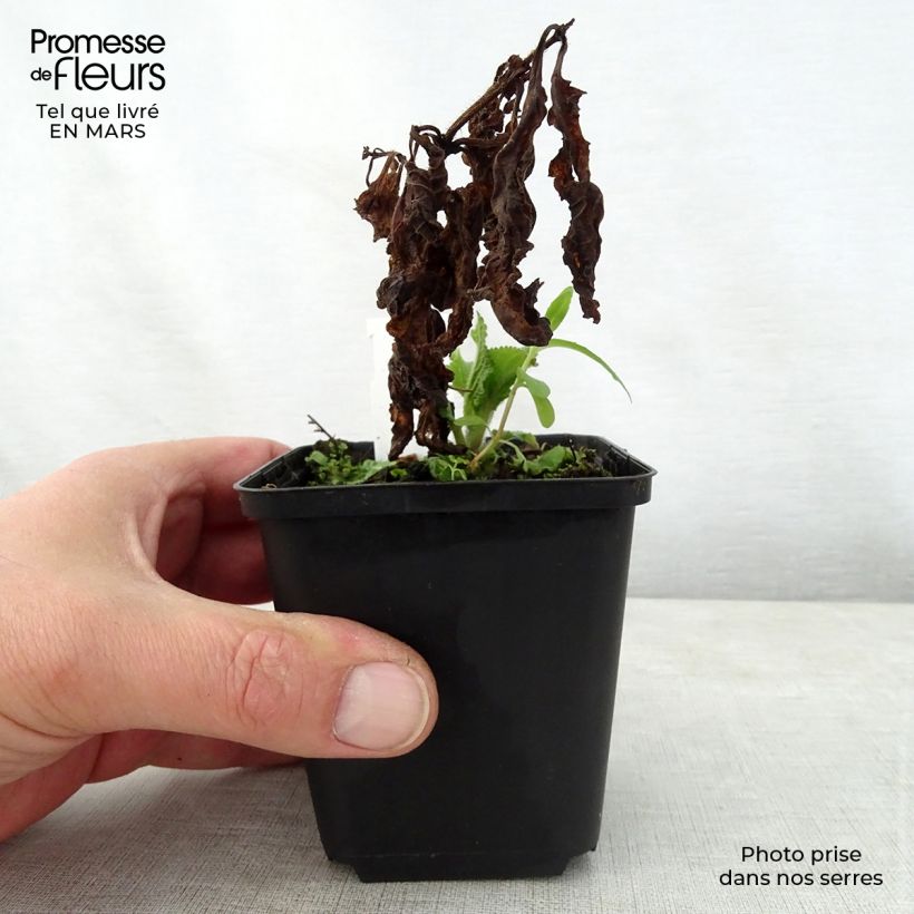 Melittis melissophyllum - Erba limona comune Vasetto da 8/9 cm esemplare consegnato in primavera