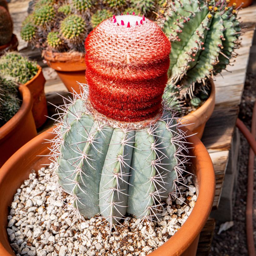 Cactus- Melocactus azureus (Porto)
