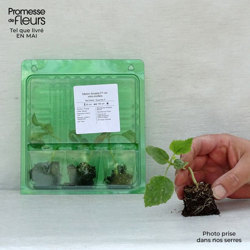 Example of Melone Anasta F1 mini zolla... as you get in printemps