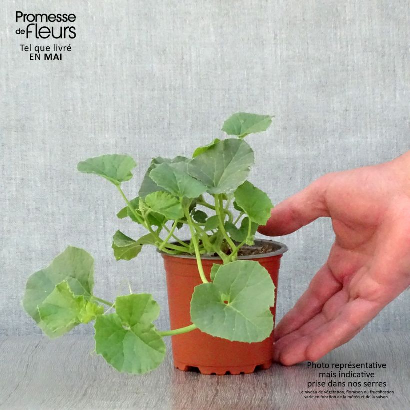 Melone Cyrano F1 Vasetto da 8/9 cm esemplare consegnato in primavera