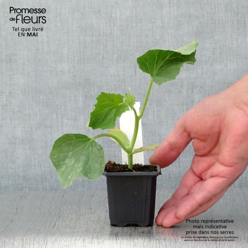 Melone Jerac F1 (piante) Vasetto da 7/8 cm esemplare consegnato in primavera