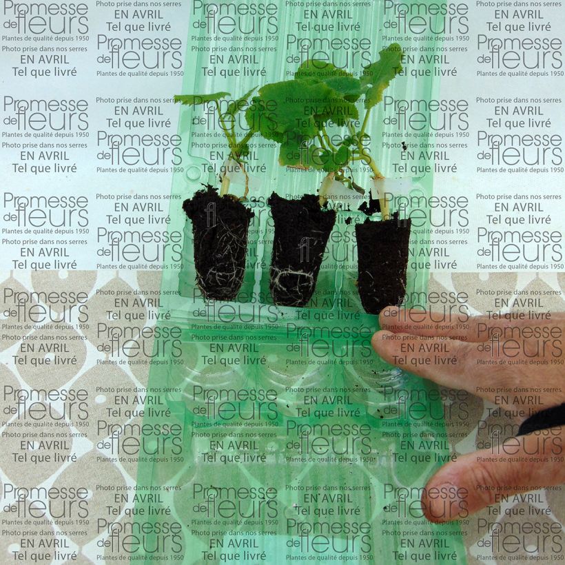 Esempio di esemplare Melone Petit gris de Rennes (piante innestate) mini zolla... come consegnato