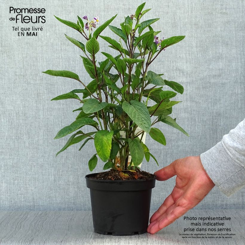 Example of Pepino - Solanum muricatum Vaso da 1,5L/2L as you get in printemps