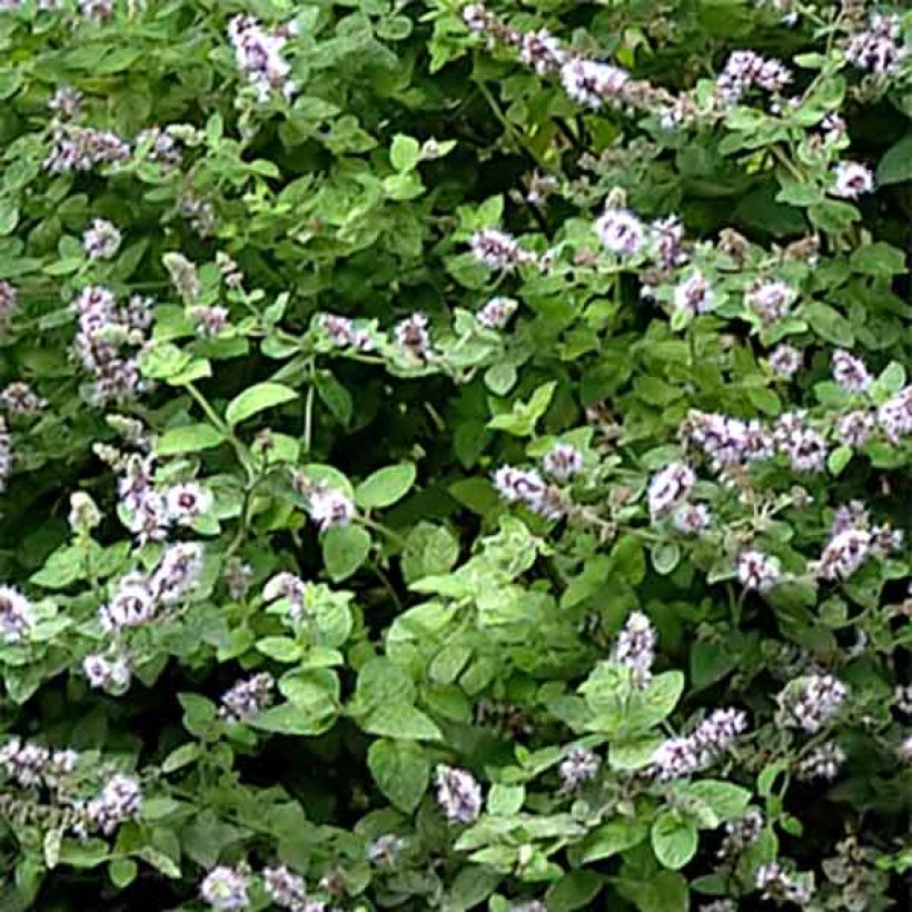 Mentha Gattefossei Bio - Menta (Fogliame)