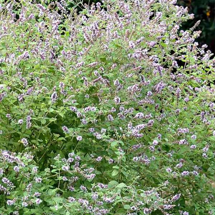 Mentha Gattefossei Bio - Menta (Fioritura)