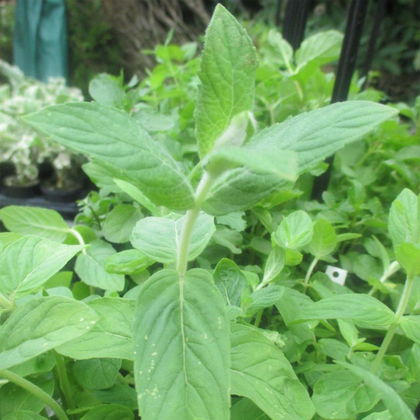 Mentha buddleiana - Menta (Foliage)