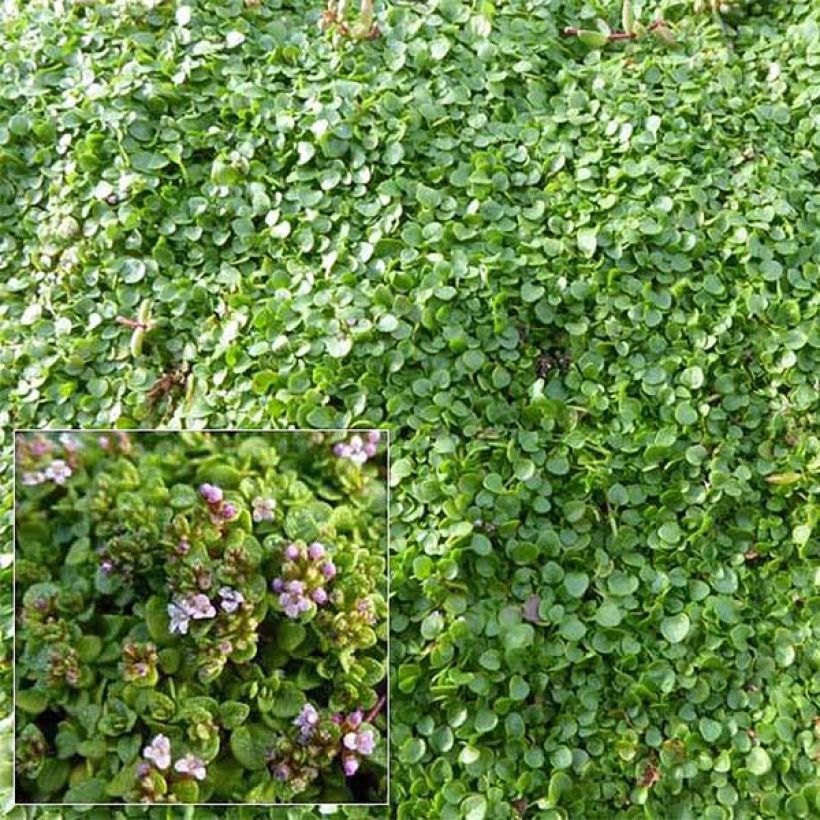 Mentha requienii - Menta (Flowering)