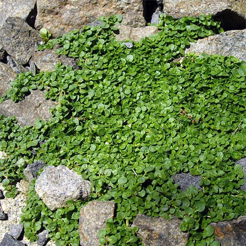 Mentha requienii - Menta (Plant habit)