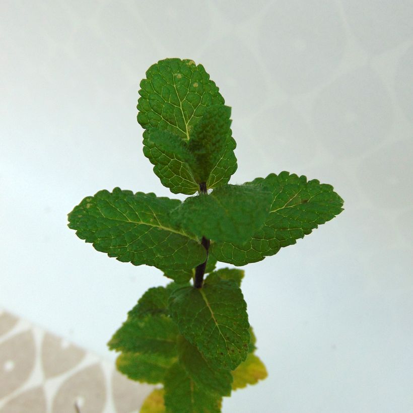 Mentha Algerienne Bio - Menta algerina (Foliage)