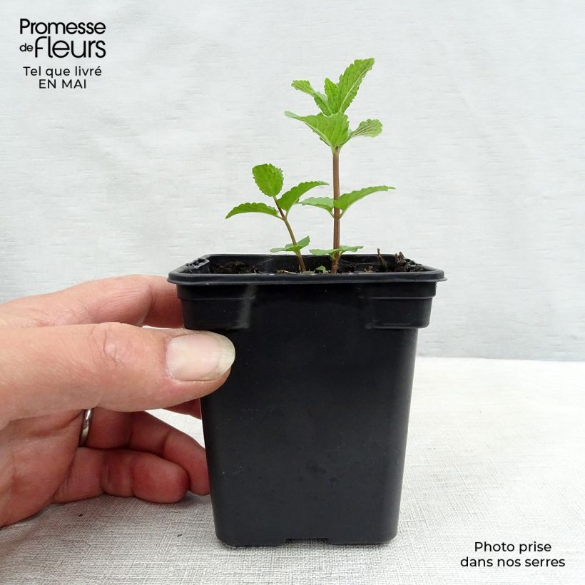 Example of Mentha Algerienne Bio - Menta algerina Vasetto da 7/8 cm as you get in printemps