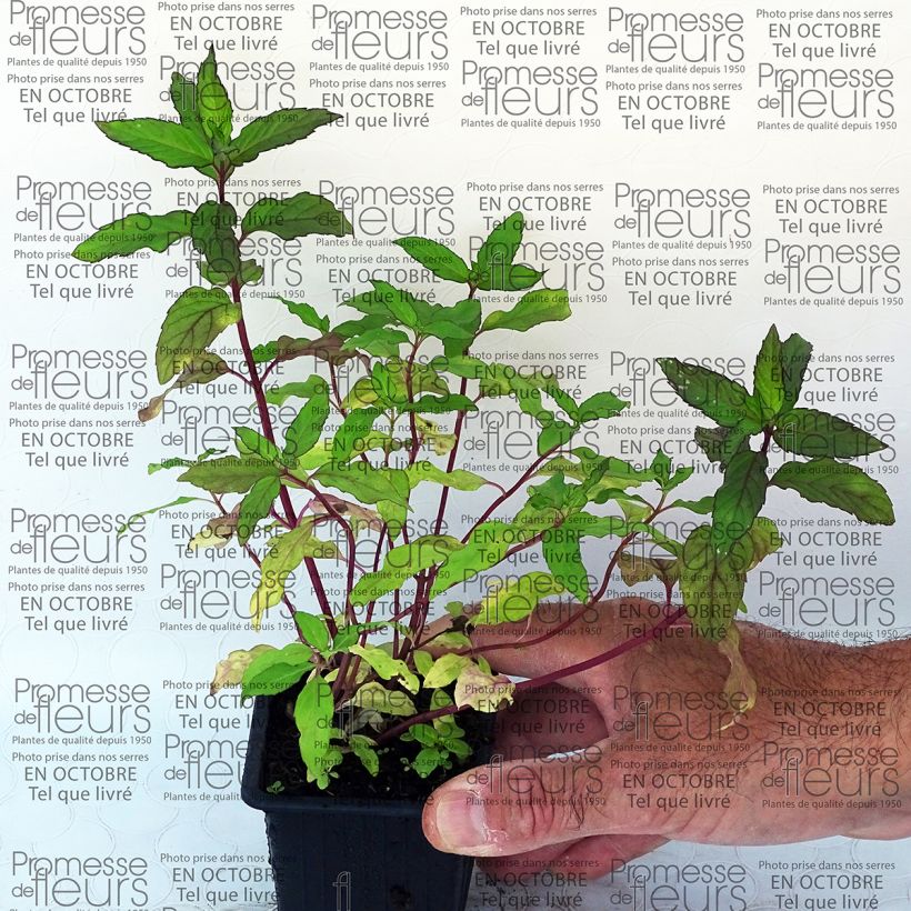 Esempio di esemplare Mentha rotundifolia Ananas Bio - Menta Vasetto da 8/9 cm come consegnato