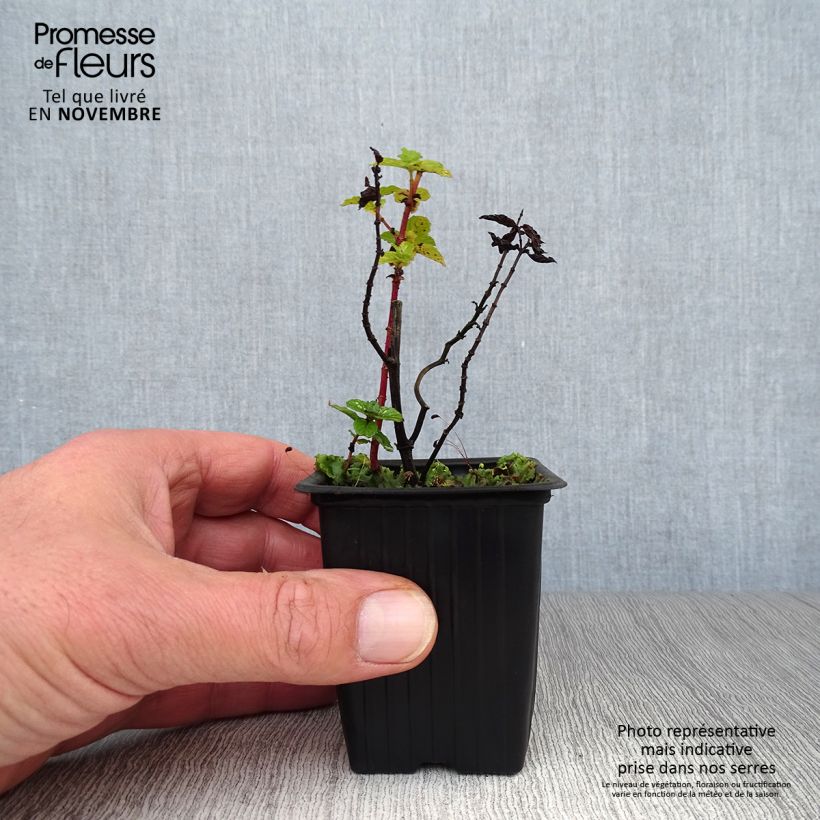 Esemplare di Mentha haplocalyx Bio - Menta Vasetto da 8/9 cm come consegnato in autunno