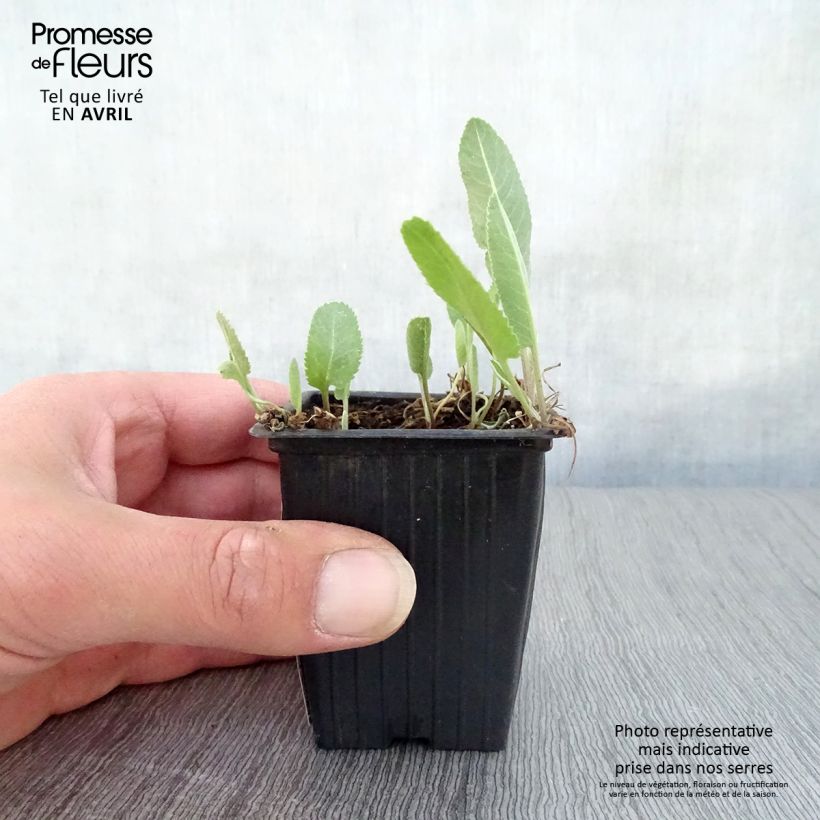 Example of Tanacetum balsamita - Erba-amara balsamica Vasetto da 7/8 cm as you get in printemps