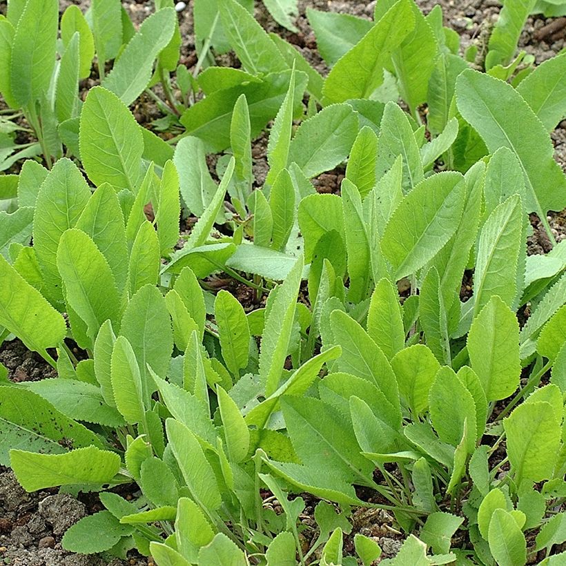 Tanacetum balsamita - Erba-amara balsamica (Plant habit)