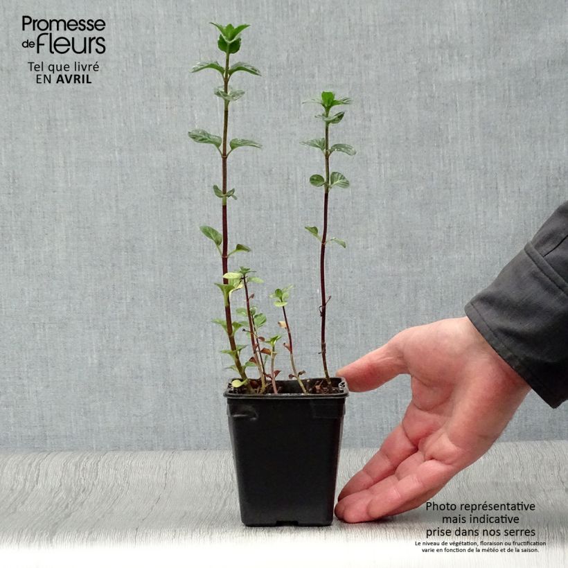 Mentha citrata Eau de Cologne Bio - Menta bergamotto Vasetto da 7/8 cm esemplare consegnato in primavera