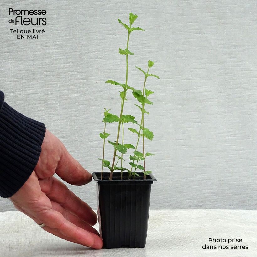 Mentastro verde Fragola Bio Vasetto da 7/8 cm esemplare consegnato in primavera