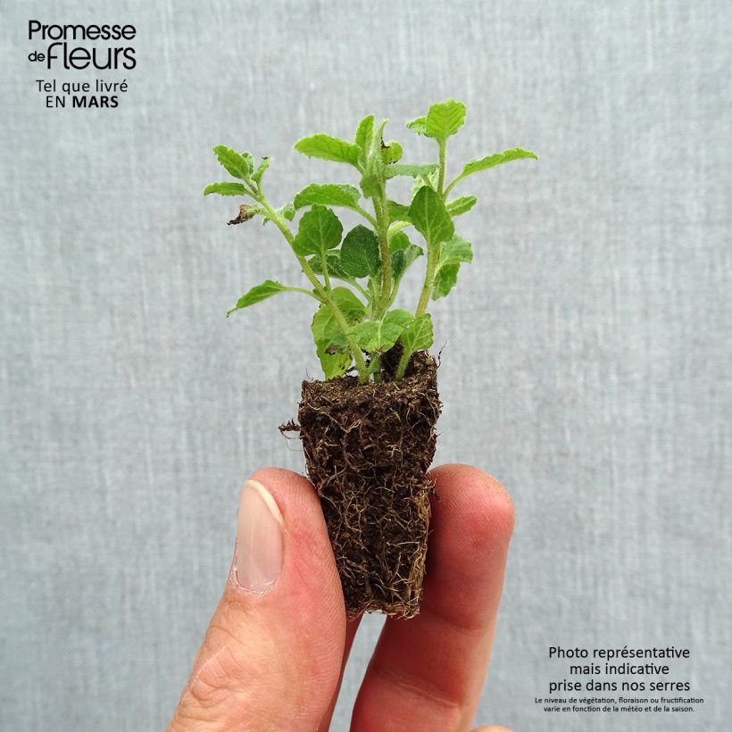 Mentastro verde Fragola Bio mini zolla... esemplare consegnato in primavera