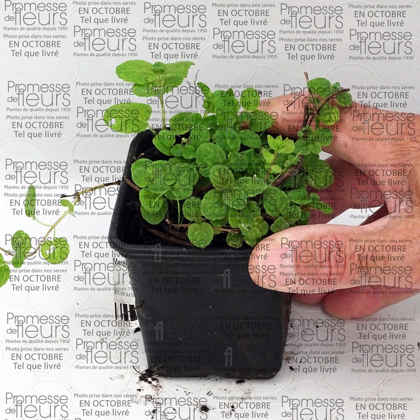 Esempio di esemplare Mentha Gattefossei Bio - Menta Vasetto da 8/9 cm come consegnato