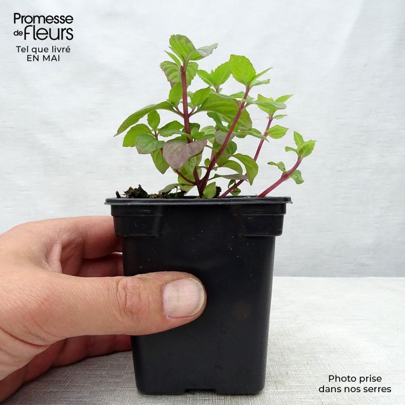 Mentha piperita Ginger Bio - Menta piperita Vasetto da 7/8 cm esemplare consegnato in primavera