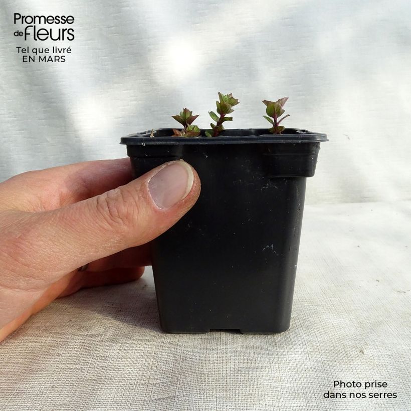 Mentha citrata Goût d'Orange - Menta bergamotto Vasetto da 8/9 cm esemplare consegnato in primavera