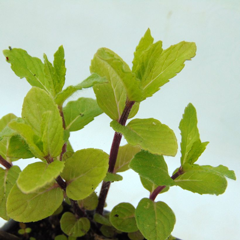 Mentastro verde Wintergreen Bio (Foliage)