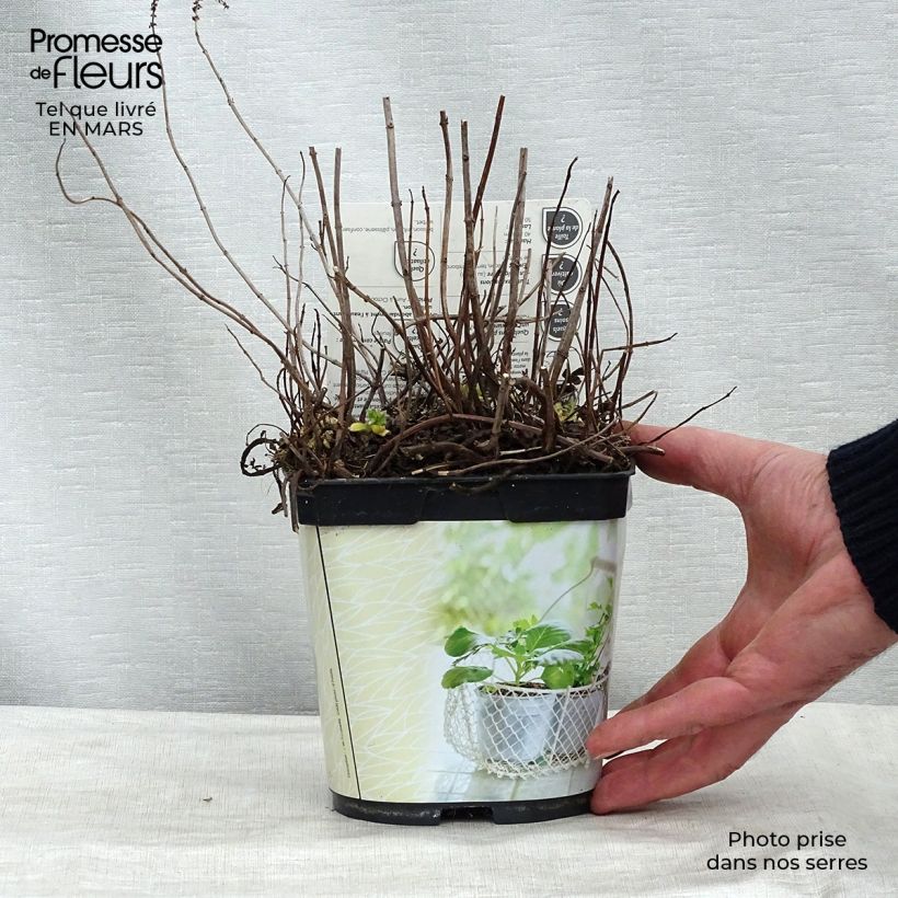 Menthe Mojito Bio - Mentha hemingwayensis en plant Bio Pot de 1L/1,5L esemplare consegnato in inverno