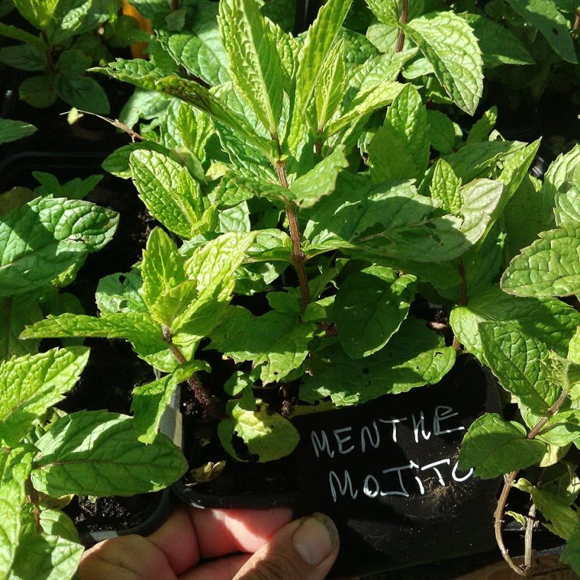 Mentha hemingwayensis Mojito Bio - Menta (Foliage)