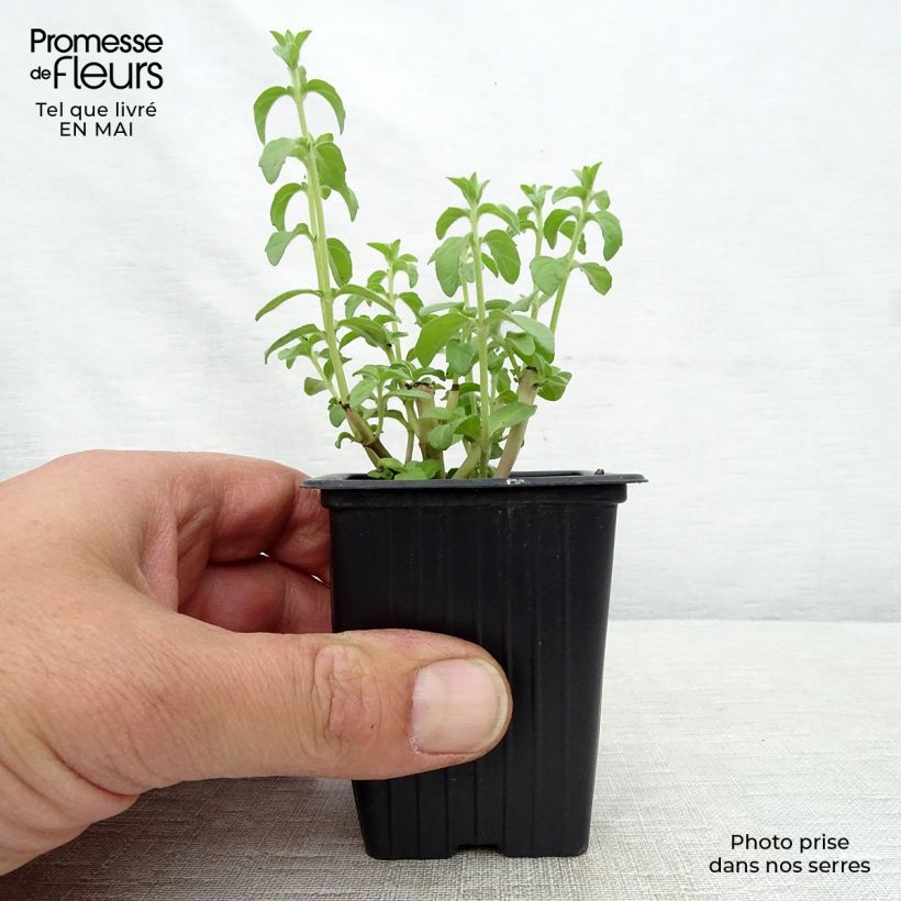 Example of Mentha pulegium - Menta Vasetto da 8/9 cm as you get in printemps