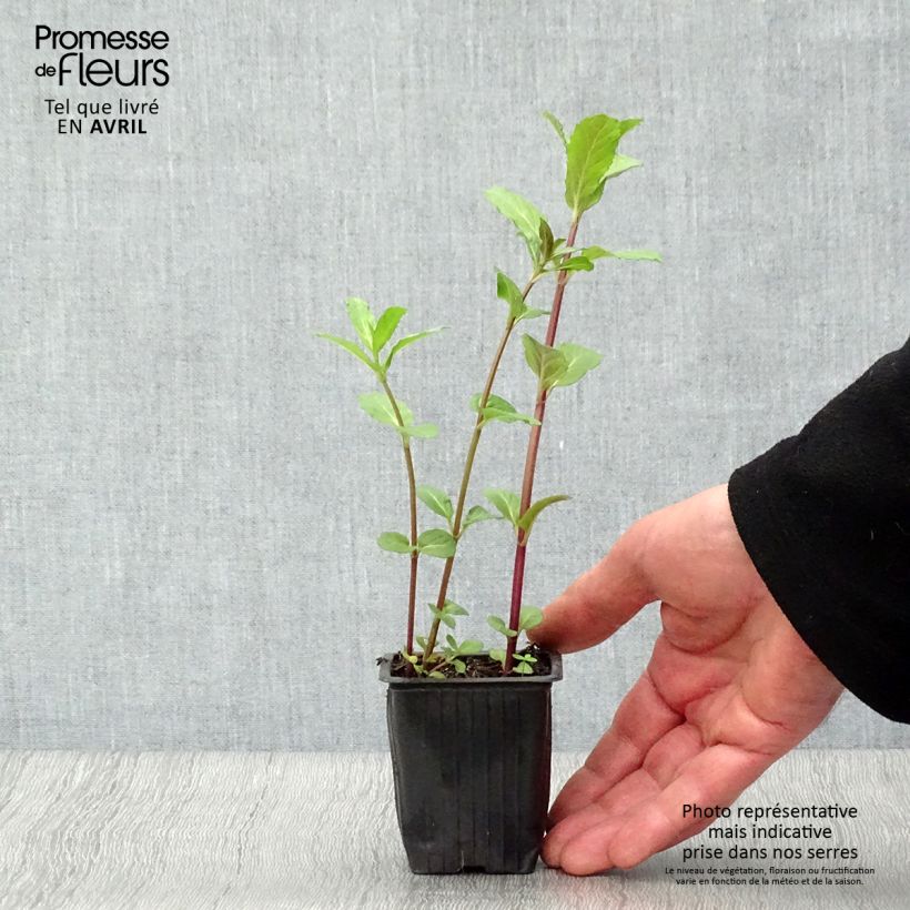 Example of Mentastro verde Russo Bio Vasetto da 7/8 cm as you get in printemps