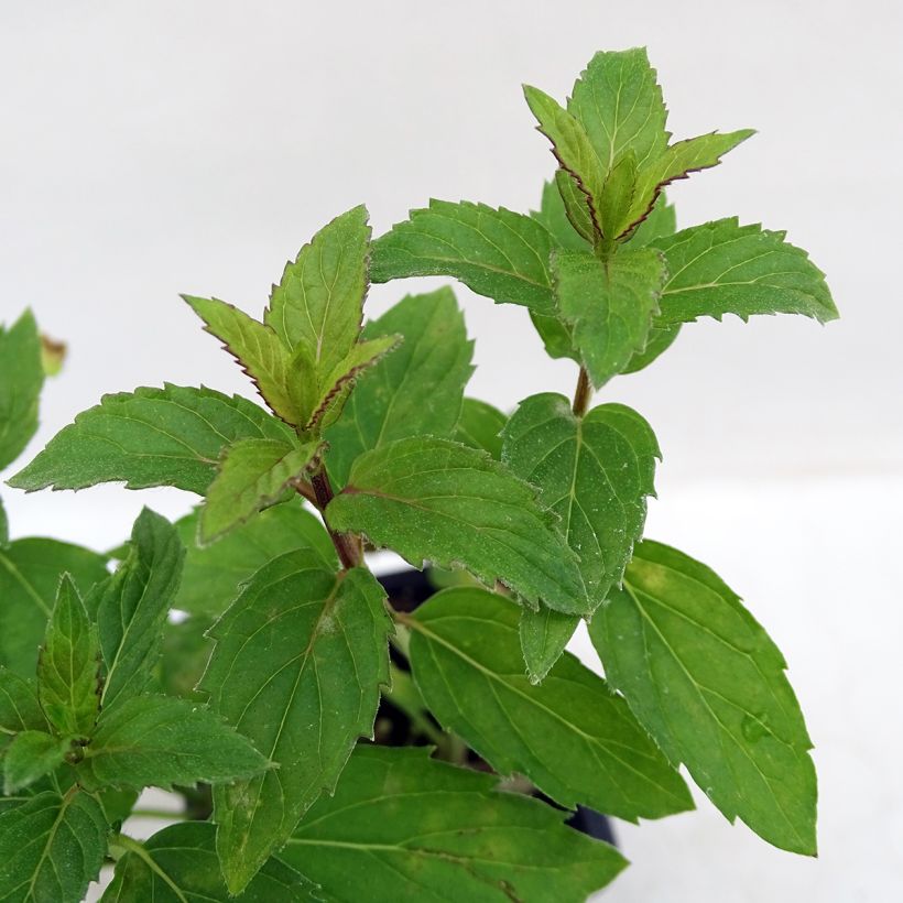 Mentastro verde Russo Bio (Foliage)