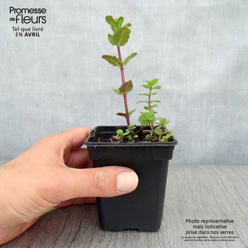 Example of Mentha Tunisino Bio Vasetto da 8/9 cm as you get in printemps