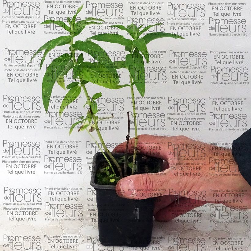 Esempio di esemplare Mentha longifolia capensis Bio - Menta selvatica Vasetto da 8/9 cm come consegnato