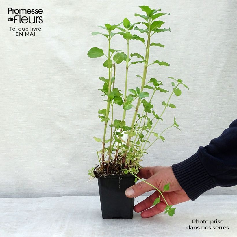 Example of Mentha aquatica - Menta d'acqua Vasetto da 8/9 cm as you get in printemps